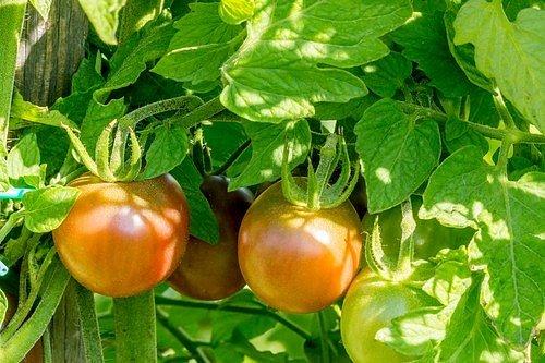 Kdy sklízet rajčata a kdy otrhat listy? Zkušený zahradník přidá další rajčatové tipy 