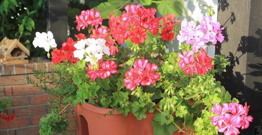 print font size How to grow geraniums from seed so they grow beautifully