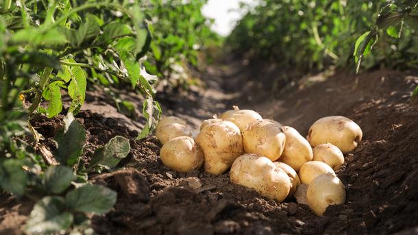 How to plant potatoes: varieties, time of seedlings and what to do not to catch mold