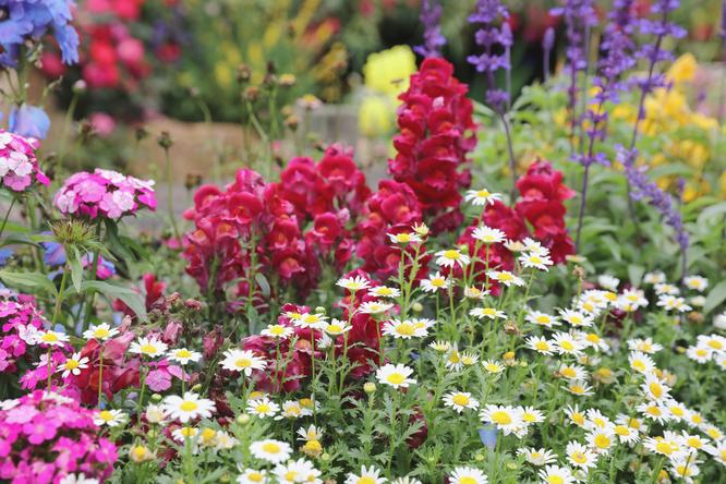 Flower garden without work?Bet on perennials!