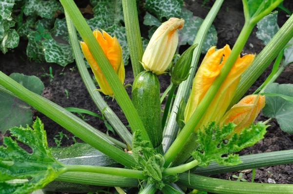 print font size It's time to pre-grow zucchini: choose the right procedure