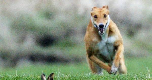 Callous Scots hunters banned from owning dogs as sick footage shows wild hare being killed illegally