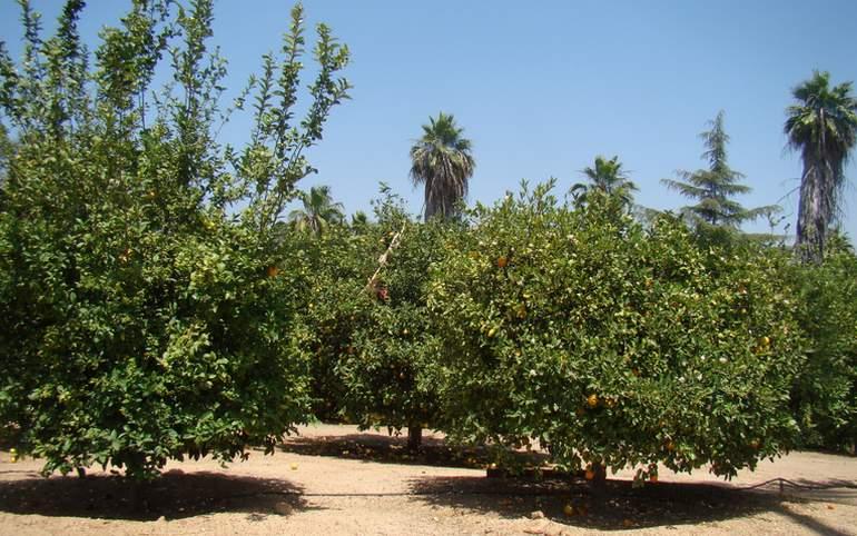 Beyer's Byways: No picking allowed at California Citrus State Historic Park 