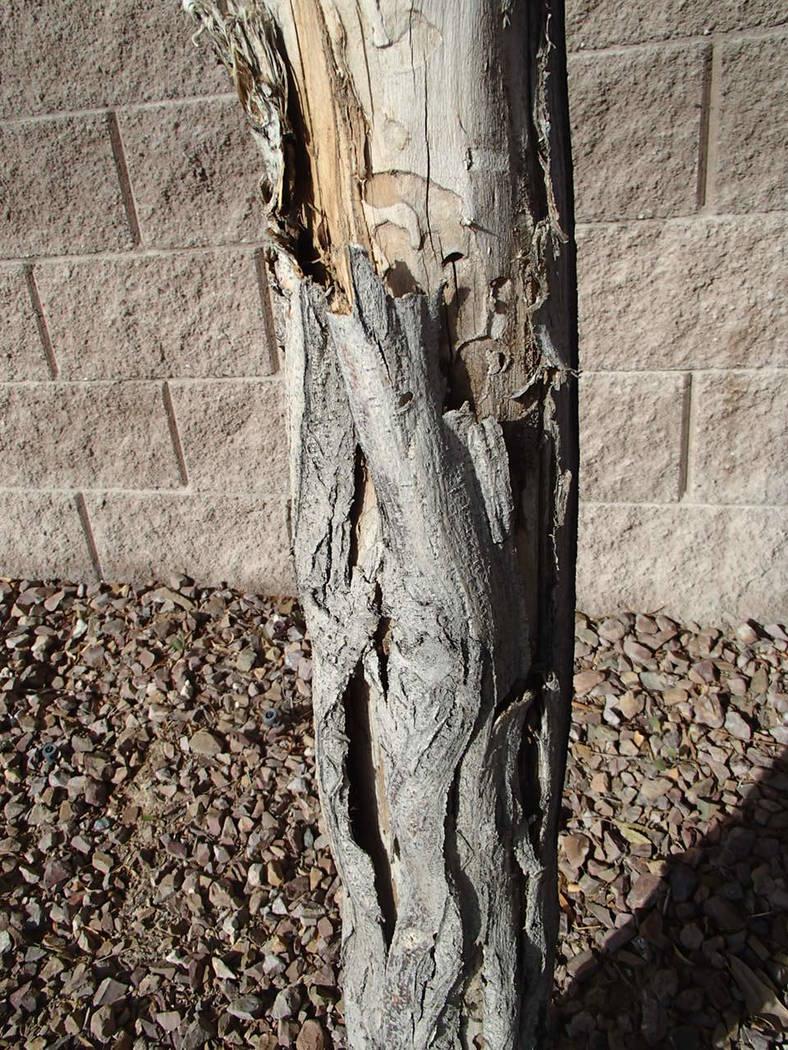 Good time to look for borers is after rainfall | Las Vegas Review-Journal