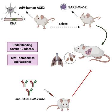 One or two injections of MVA-vectored vaccine shields hACE2 transgenic mice from SARS-CoV-2 upper and lower respiratory tract infection | PNAS 