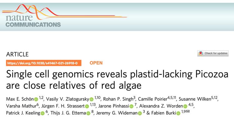 Single cell genomics reveals plastid-lacking Picozoa are close relatives of red algae
