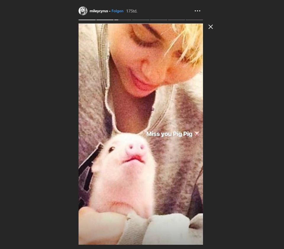 Miley Cyrus trauert um Hausschwein Bubba Sua, Fans trauern mit ihr 