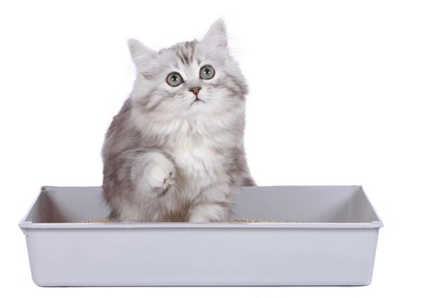 LIFE HACKS: Regular kitty litter maintenance makes for happier cats and owners 