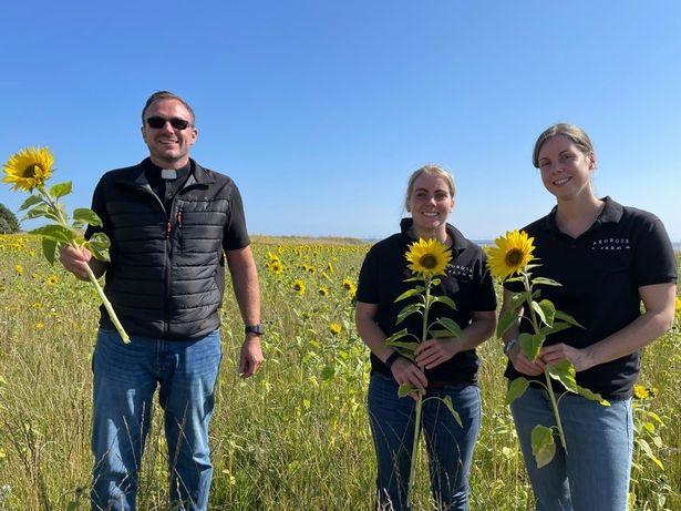 Farmer creates 'Hope' message using sunflower field to raise money for charity 