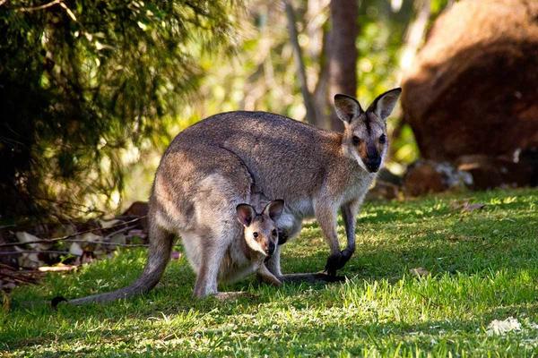 Kangaroo leather: The production of sports shoes is so cruel