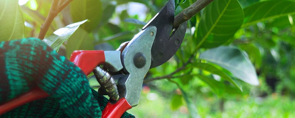 Brian Minter: Expert pruning tips for home gardeners