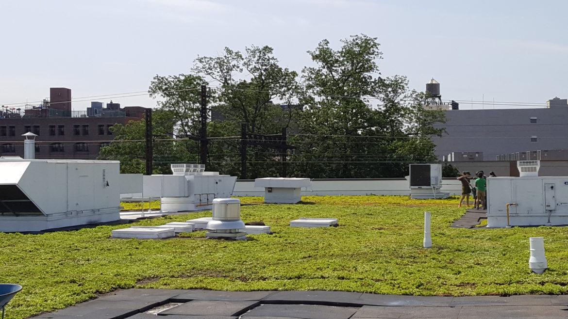 NYC High Schoolers to Build Green Roofs in New Parks Dept. Program City Limits Newsletters City Limits Newsletters