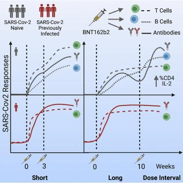 Immunogenicity and efficacy of          heterologous ChAdOx1–BNT162b2 vaccination