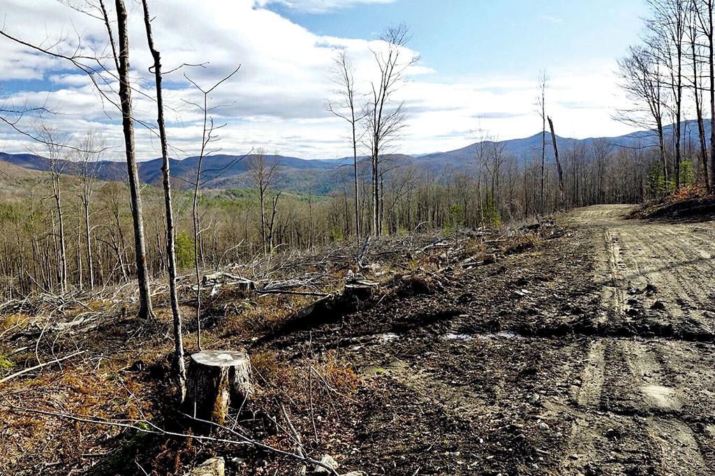 Vermonters protest logging in Green Mountain National Forest