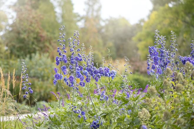 5 Ways to Design Your Garden Like The Royals