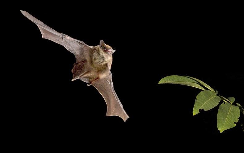 Echolocating bats rely on an innate speed-of-sound reference Echolocating bats rely on an innate speed-of-sound reference