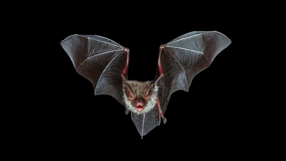 Echolocating bats rely on an innate speed-of-sound reference Echolocating bats rely on an innate speed-of-sound reference 