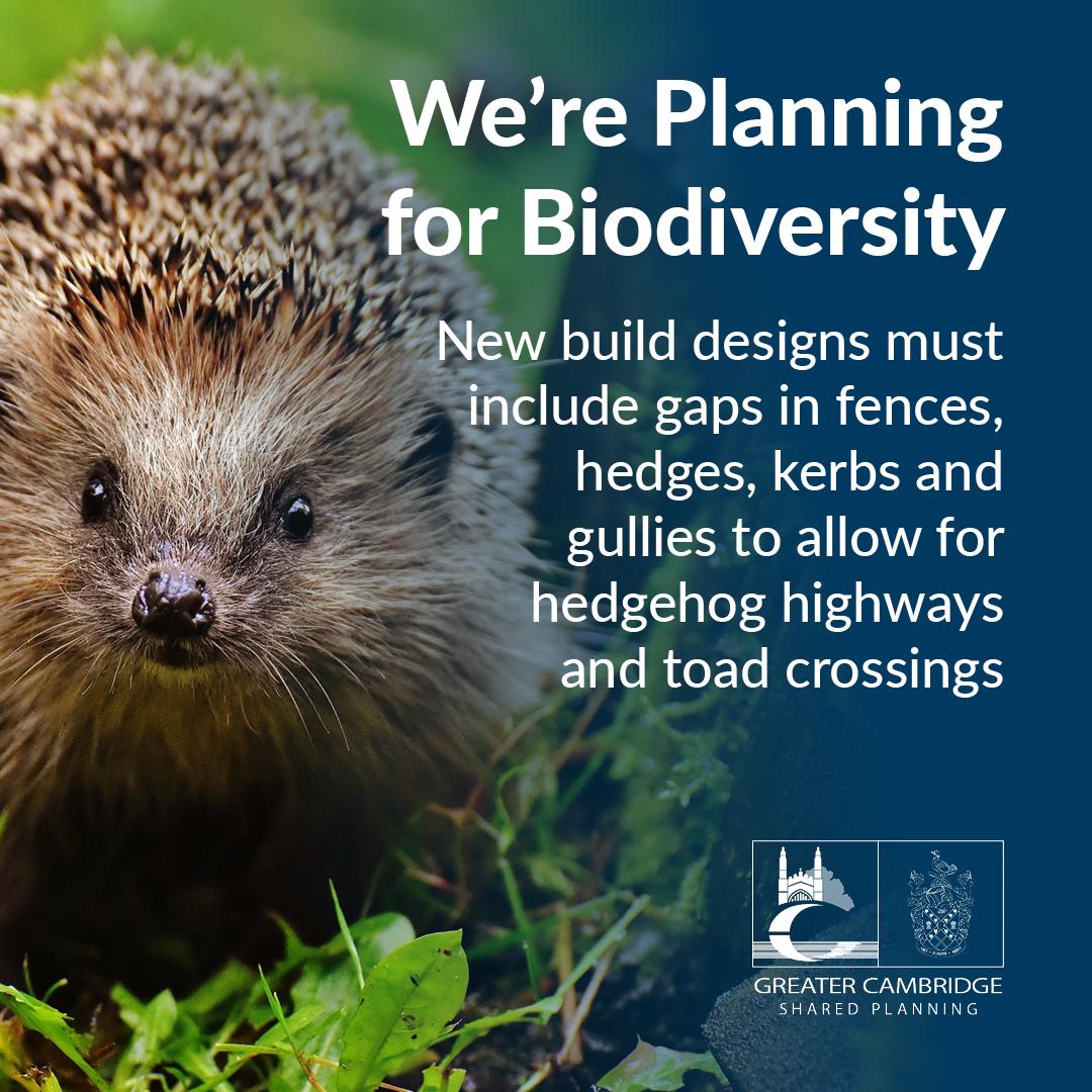 Nest boxes, bat boxes and holes in fences for hedgehogs: New planning guidance for Greater Cambridge 