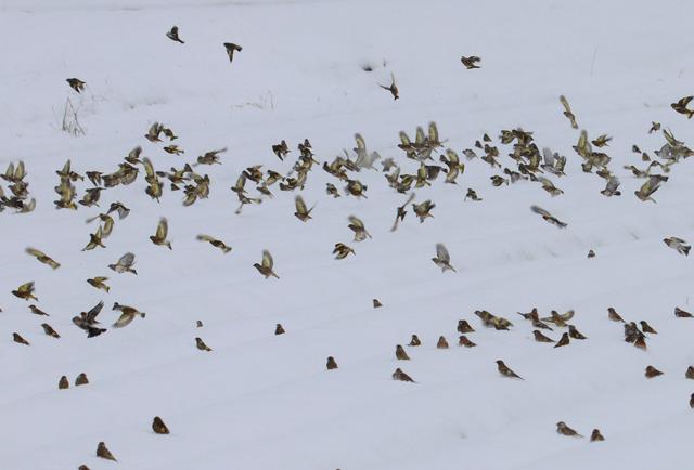 銀世界に群れ　野鳥のアトリとカワラヒワが合同集団　真っ白な畑に数百羽／兵庫・丹波篠山市