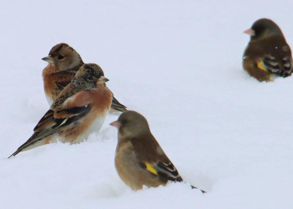 銀世界に群れ　野鳥のアトリとカワラヒワが合同集団　真っ白な畑に数百羽／兵庫・丹波篠山市 