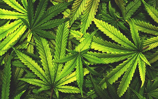 Future Forecast Releases Report on Cannabis-derived CBD-Related Business for Japan | BRIDGE Technology & Startup Information