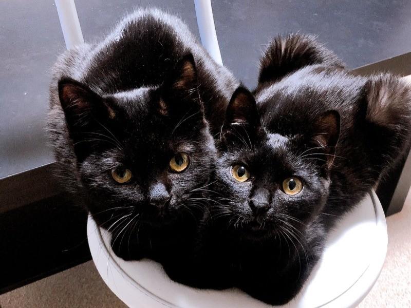 A single man who wants to have a cat bumped into the wall and finally met the sister cat "super cute" | sippo, a pet information website for a happy life with dogs and cats.