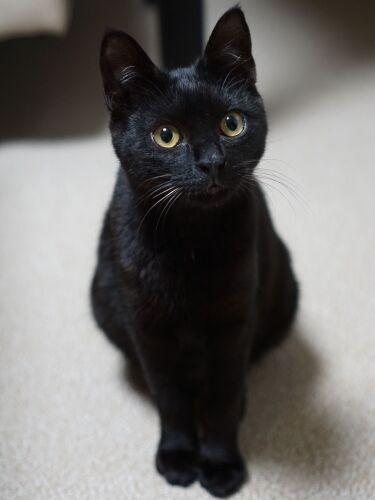 猫を飼おうとした独身男性がぶつかった壁　やっと出会えた姉妹猫「スーパー可愛い」 | 犬・猫との幸せな暮らしのためのペット情報サイト「sippo」 