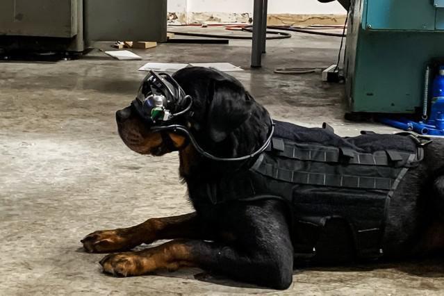 嗅覚だけでなく視覚も! 米軍が「軍用犬向けARゴーグル」を開発中 | GetNavi web ゲットナビ