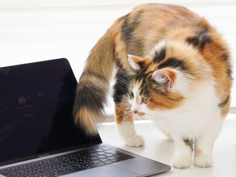 GoogleフォトからAmazon Photosに写真を一気に移動する【自宅Wi-Fiの“わからない”をスッキリ！】 - INTERNET Watch