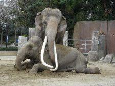 野生のゾウ輸出に批判も、ナミビアは強行突破の構え（ナショナル ジオグラフィック日本版） - Yahoo!ニュース