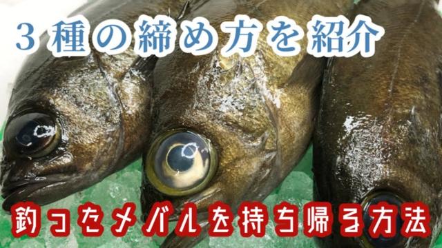 釣ったメバルを食べたい！塩焼きや煮付けが美味しいメバルの締め方・釣り方をチェック (2021年9月25日) - エキサイトニュース