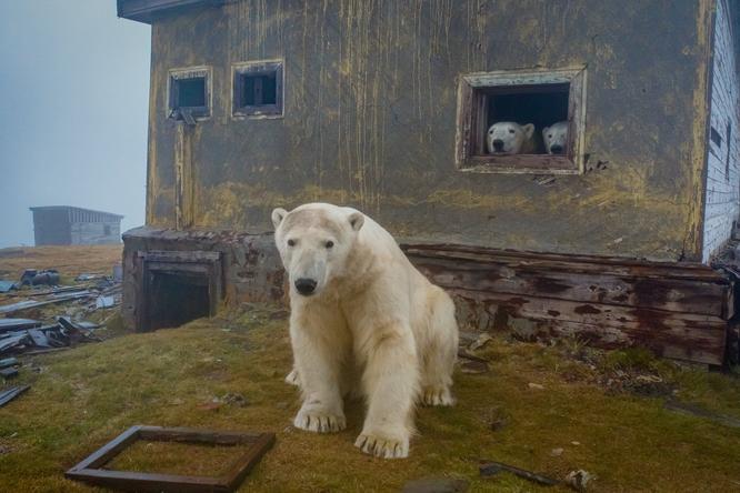 シロクマが廃墟に移り住んでいた。現実離れした北極の世界をカメラが捉える（ハフポスト日本版） - Yahoo!ニュース