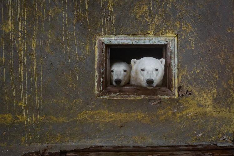 シロクマが廃墟に移り住んでいた。現実離れした北極の世界をカメラが捉える（ハフポスト日本版） - Yahoo!ニュース 