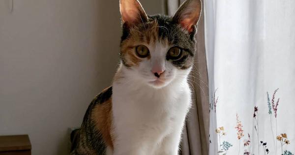 シッポをピンと上げたおしりにあったのは…白三毛ねこの模様にネット大注目　「めっちゃきれい」 