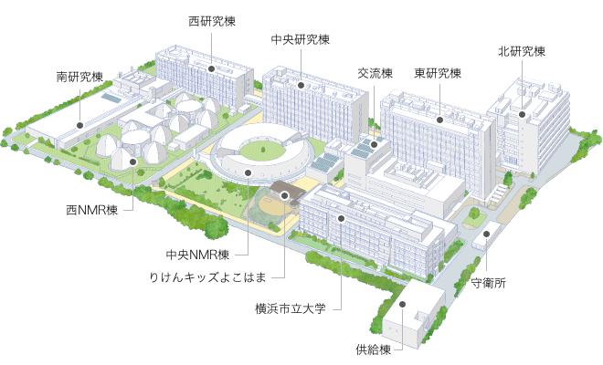 神経回路は潜在的な統計学者 | 理化学研究所