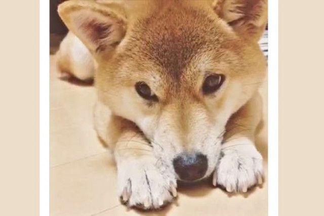 散歩中の犬猫たちの目線から見える世界に感嘆！　「真冬の雪は、真夏の雲みたい」（まいどなニュース） - Yahoo!ニュース 