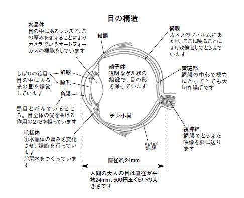 赤目が起こるのはなぜ？意外と知らないRole of eyes｜ニュースイッチ by 日刊工業新聞社 