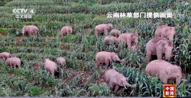 CNN.co.jp : 群れから離れたゾウ１頭捕獲、集団移動は生息地求める必死の旅か　中国