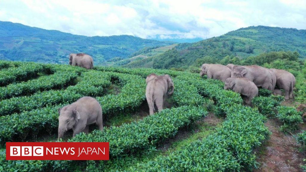 CNN.co.jp : 群れから離れたゾウ１頭捕獲、集団移動は生息地求める必死の旅か　中国 