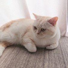 コタツのくつろぎ方が人間そのもの!!　ぽかぽかスヤスヤの猫が話題（ほ・とせなNEWS） - Yahoo!ニュース 