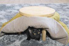 コタツのくつろぎ方が人間そのもの!!　ぽかぽかスヤスヤの猫が話題（ほ・とせなNEWS） - Yahoo!ニュース