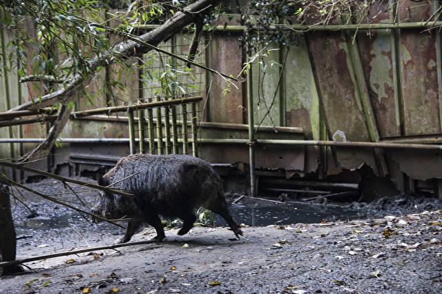 イノシシ猛襲　被害止まらず――勝てるか、人間 - Yahoo!ニュース 