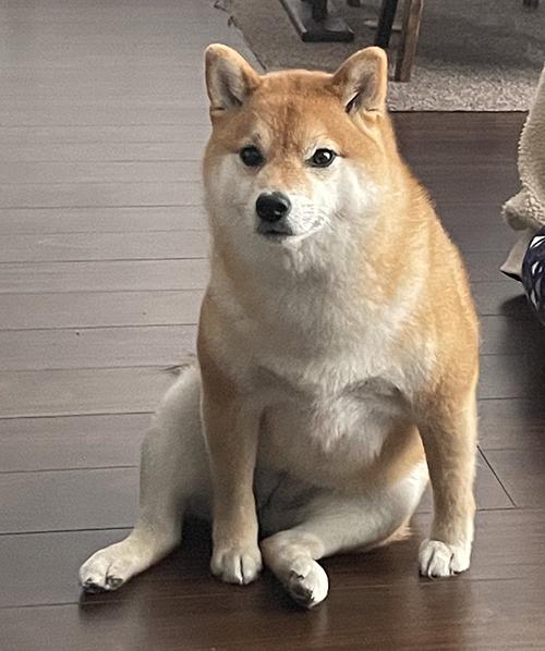 飼い主「普通に座ってるけど君のはないよ…」犬「えっ」　食卓に当たり前のようにいる柴犬の表情に思わず笑ってしまう