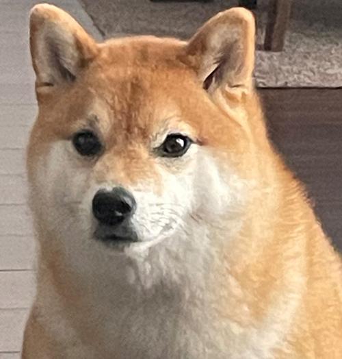飼い主「普通に座ってるけど君のはないよ…」犬「えっ」　食卓に当たり前のようにいる柴犬の表情に思わず笑ってしまう 