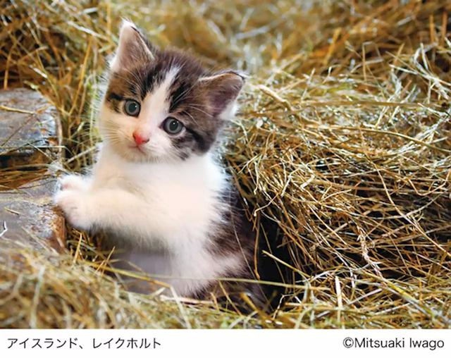 「どうしてこうなった…？」“必死すぎるネコ”の姿に反響、裏側に猫写真家の奮闘と愛「地域猫の世話をする人に喜んでもらいたい」