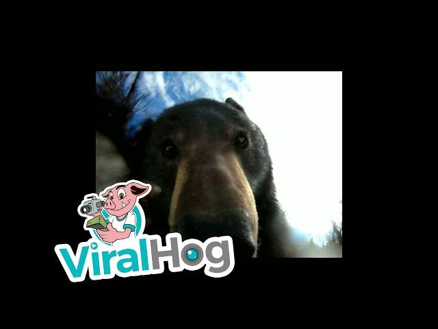 雪山で拾ったGoProにクマが映っていて…？　「すごい映像！」「かわいい」 (2021年10月15日) - エキサイトニュース
