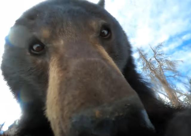 雪山で拾ったGoProにクマが映っていて…？　「すごい映像！」「かわいい」 (2021年10月15日) - エキサイトニュース 