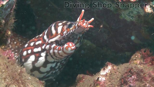 Have you ever caught a trout.Check out how to fishing for rare immigration that lives in the reef (July 19, 2021) --Excite News
