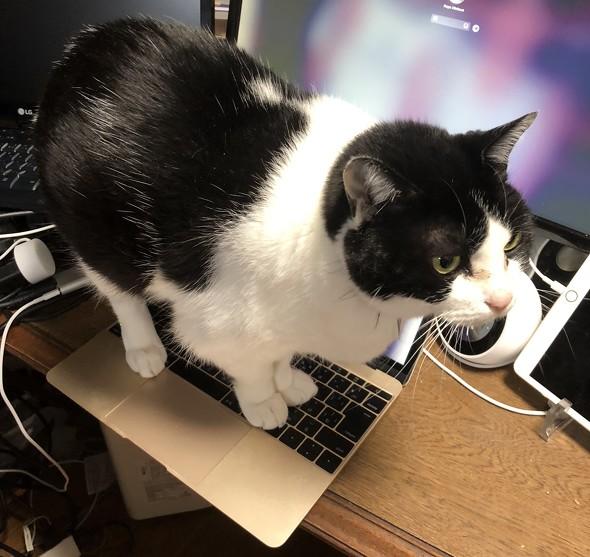 猫とコンピュータの共存は可能か？　いやいや、猫がコンピュータだった時代もあったのですよ（2022年2月23日）｜BIGLOBEニュース 