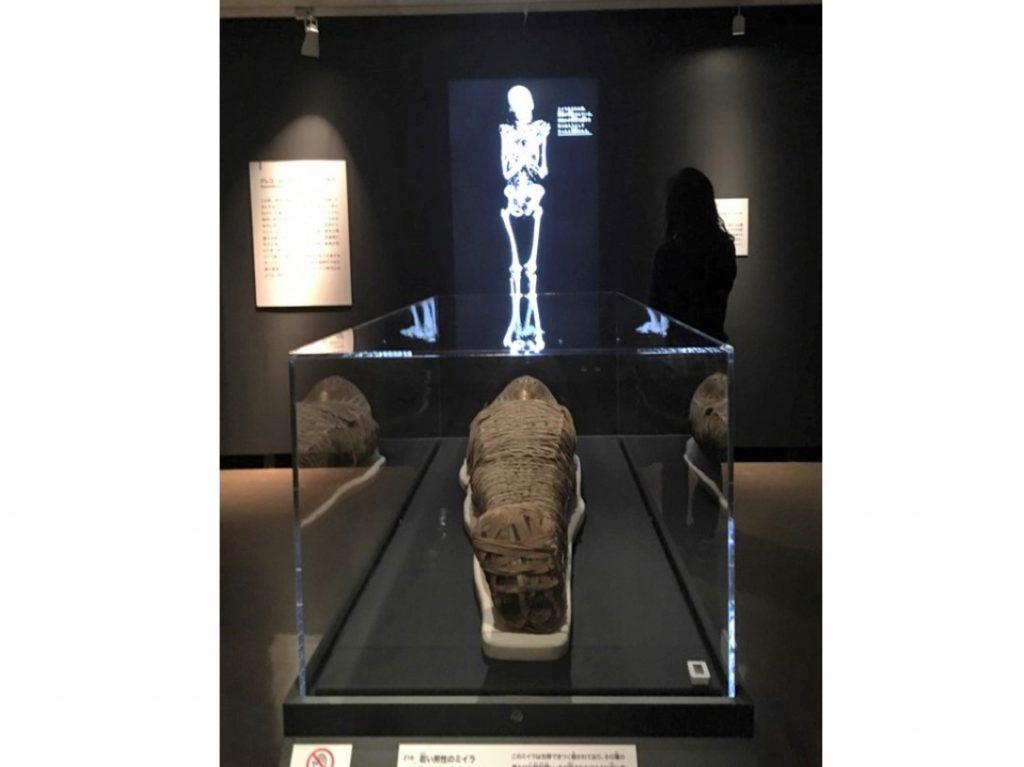 最新の技術で解き明かす6人のミイラの物語　「大英博物館ミイラ展」　神戸市立博物館